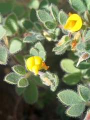 Acmispon subpinnatus (Acmispon subpinnatus)