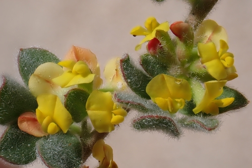 Heermann's trefoil (Acmispon tomentosus)