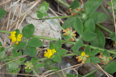 Heermann's trefoil (Acmispon tomentosus)