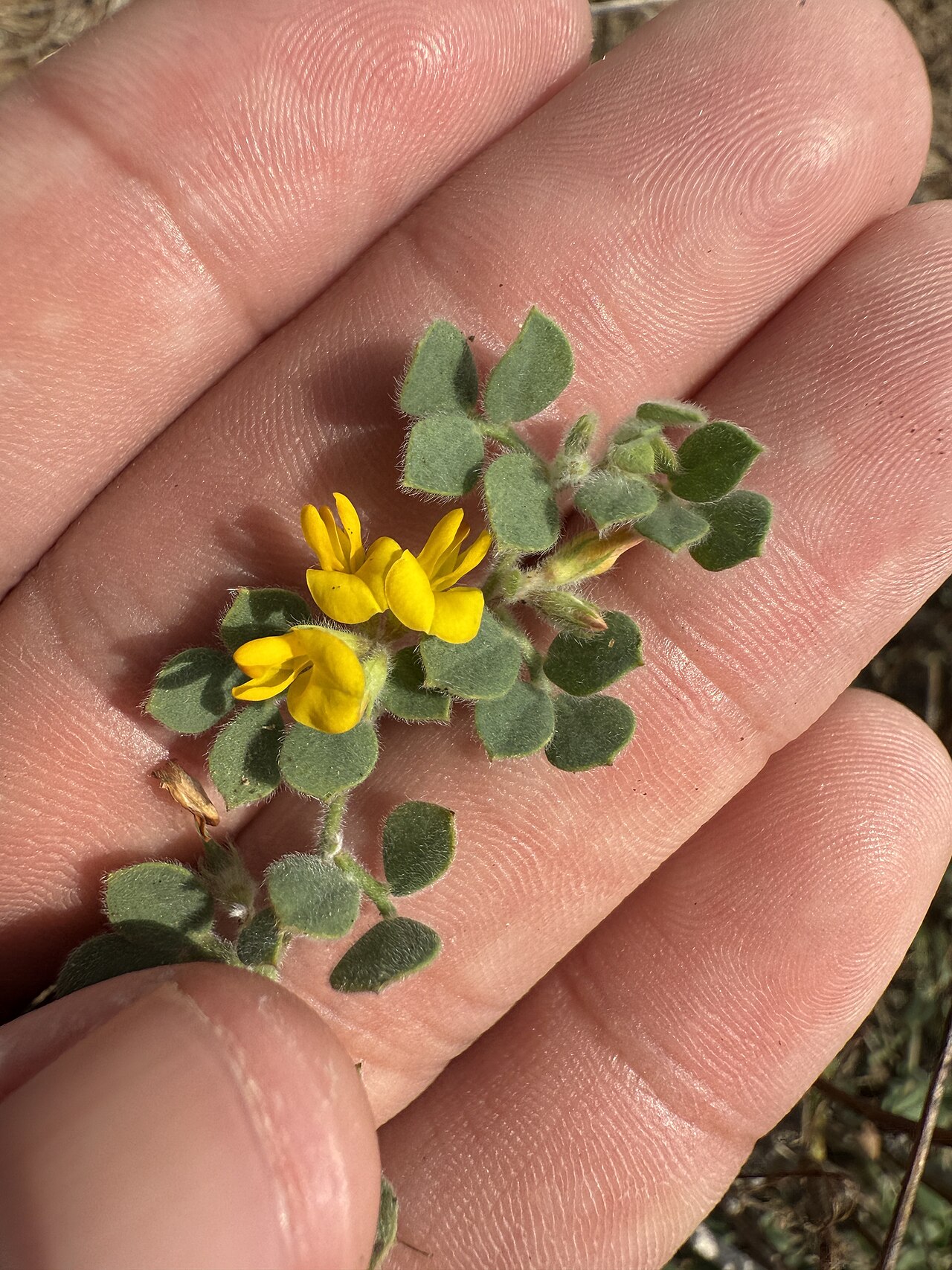 Heermann's trefoil: Acmispon tomentosus glabriusculus in the United States