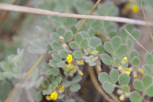 Heermann's trefoil (Acmispon tomentosus)