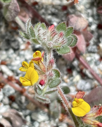 Heermann's trefoil (Acmispon tomentosus)
