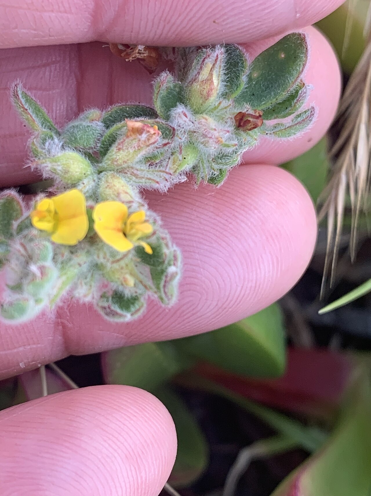 Heermann's trefoil: Heermann's Lotus ( Acmispon tomentosus ) in the United States