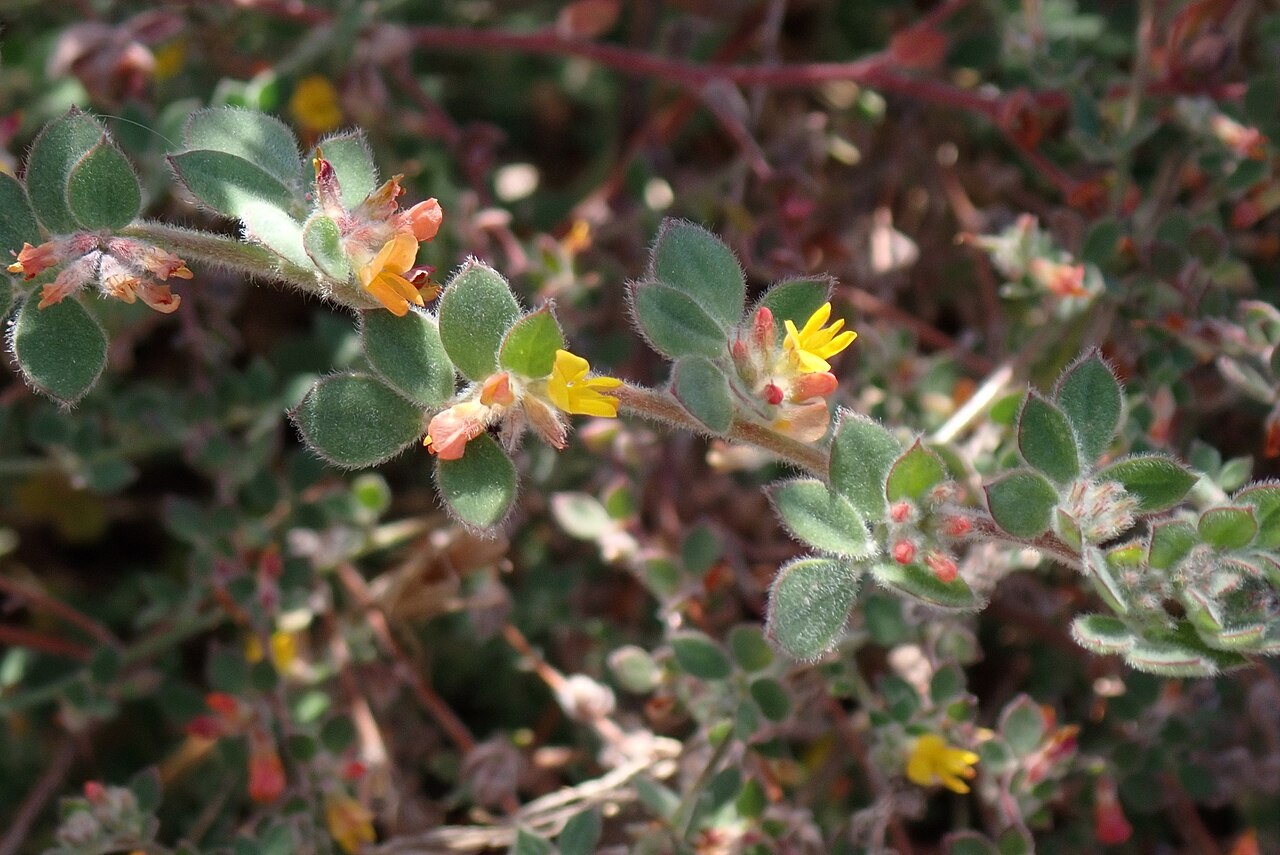 Heermann's trefoil: Heermann's Lotus ( Acmispon tomentosus ) in the United States