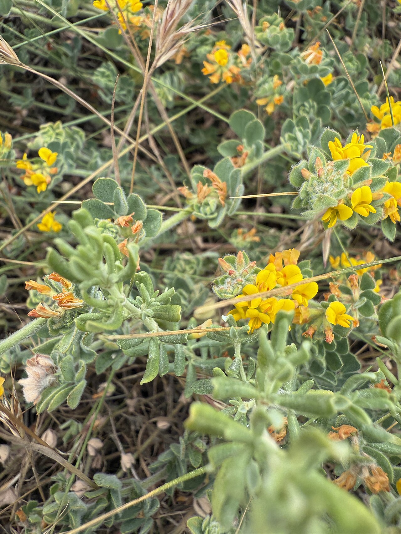 Heermann's trefoil: Heermann's Lotus ( Acmispon tomentosus ) in the United States