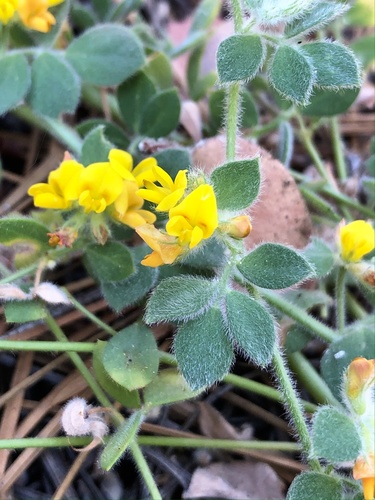 Heermann's trefoil (Acmispon tomentosus)