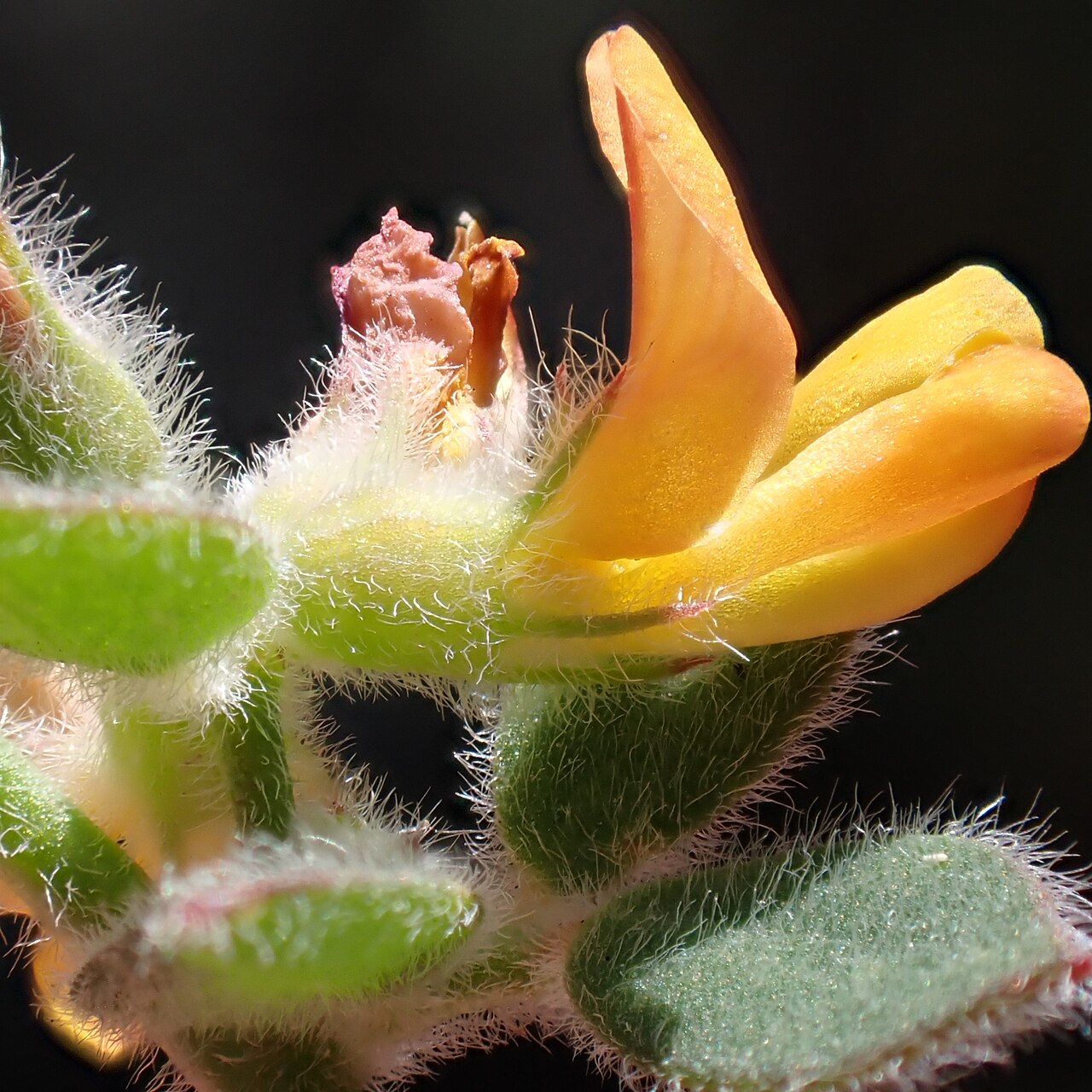 Heermann's trefoil: Heermann's Lotus ( Acmispon tomentosus ) in the United States