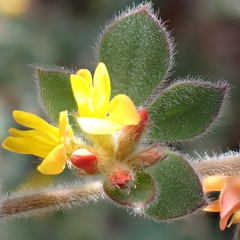 Heermann's trefoil (Acmispon tomentosus)