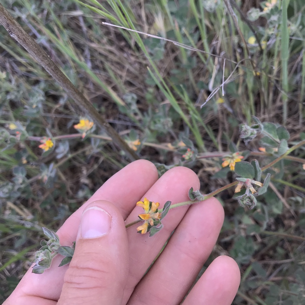 Heermann's trefoil (Acmispon tomentosus)
