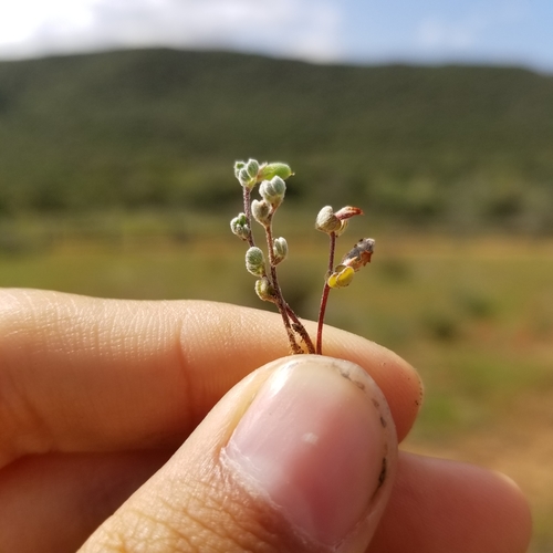 Chilean bird's-foot trefoil (Acmispon wrangelianus)
