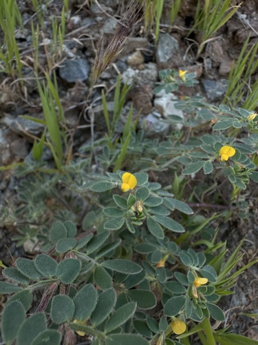 Chilean bird's-foot trefoil (Acmispon wrangelianus)