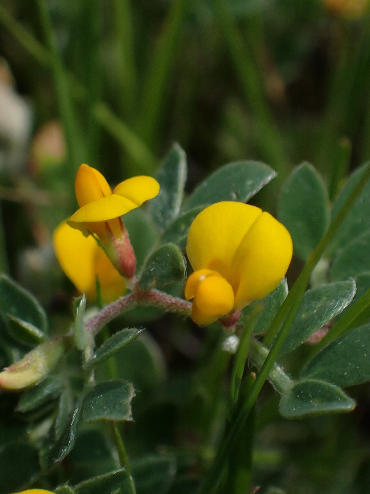 Chilean bird's-foot trefoil: Chile trefoil ( Acmispon wrangelianus ) in the United States
