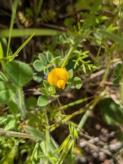 Chilean bird's-foot trefoil (Acmispon wrangelianus)