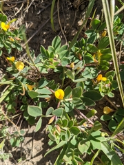Chilean bird's-foot trefoil (Acmispon wrangelianus)