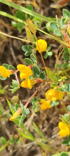 Chilean bird's-foot trefoil (Acmispon wrangelianus)