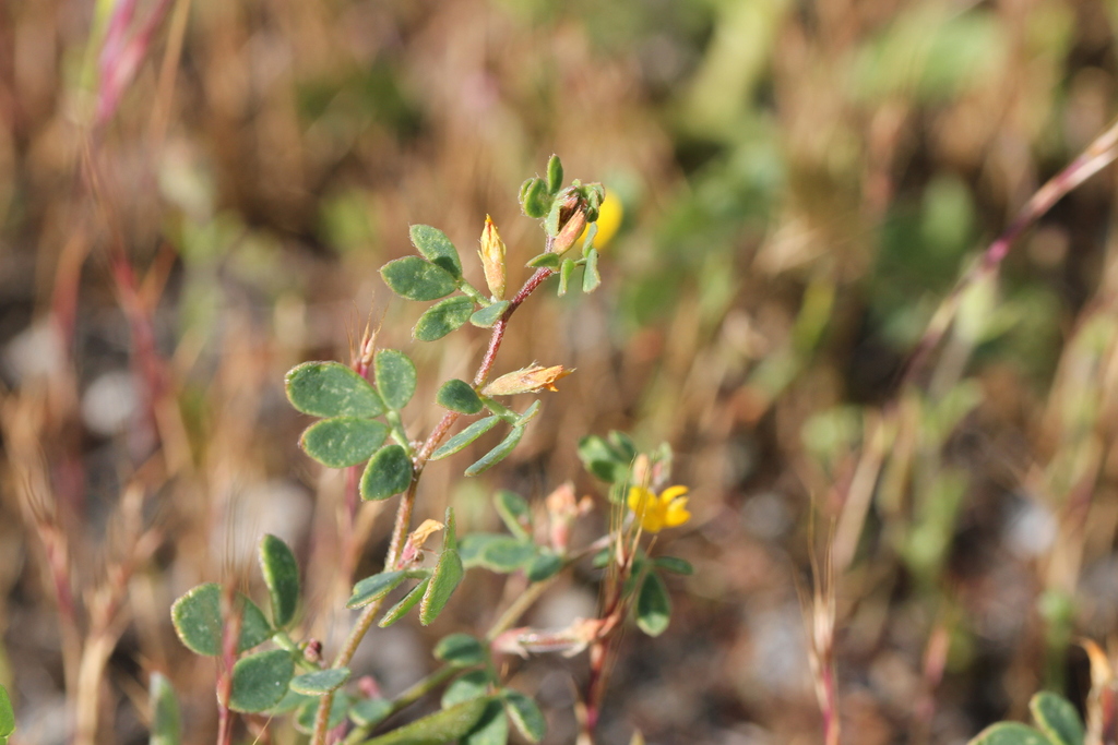 Chilean bird's-foot trefoil (Acmispon wrangelianus)