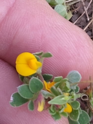 Chilean bird's-foot trefoil (Acmispon wrangelianus)