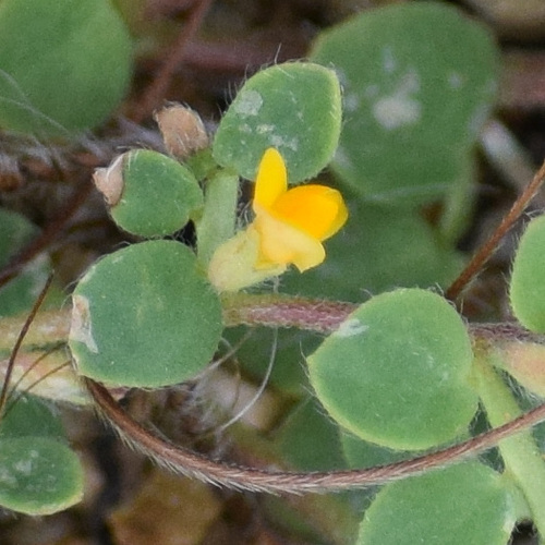 Chilean bird's-foot trefoil (Acmispon wrangelianus)