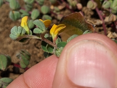 Chilean bird's-foot trefoil (Acmispon wrangelianus)