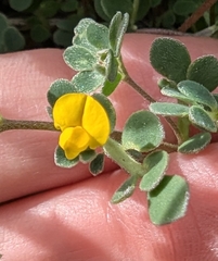 Chilean bird's-foot trefoil (Acmispon wrangelianus)