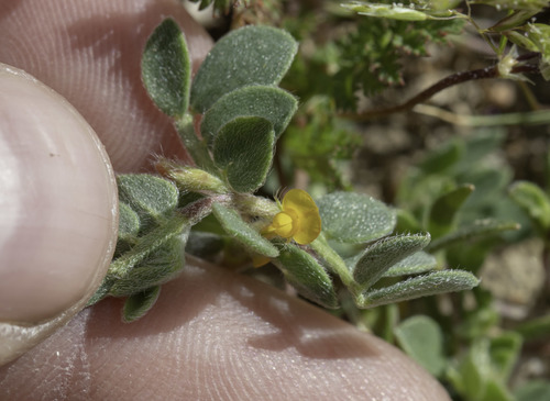 Chilean bird's-foot trefoil (Acmispon wrangelianus)