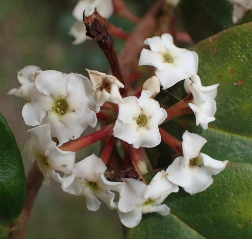 Acokanthera oppositifolia (Acokanthera oppositifolia)