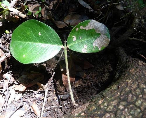 Acokanthera oppositifolia (Acokanthera oppositifolia)