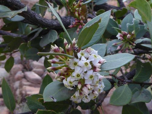 Acokanthera oppositifolia (Acokanthera oppositifolia)