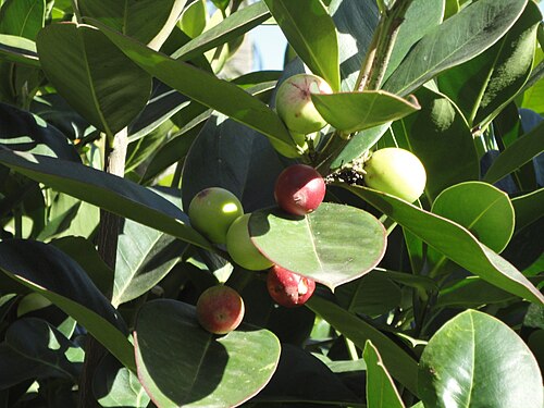 Acokanthera oppositifolia: Unripe fruit of a Common Poison-bush, Old Fort gardens, Durban