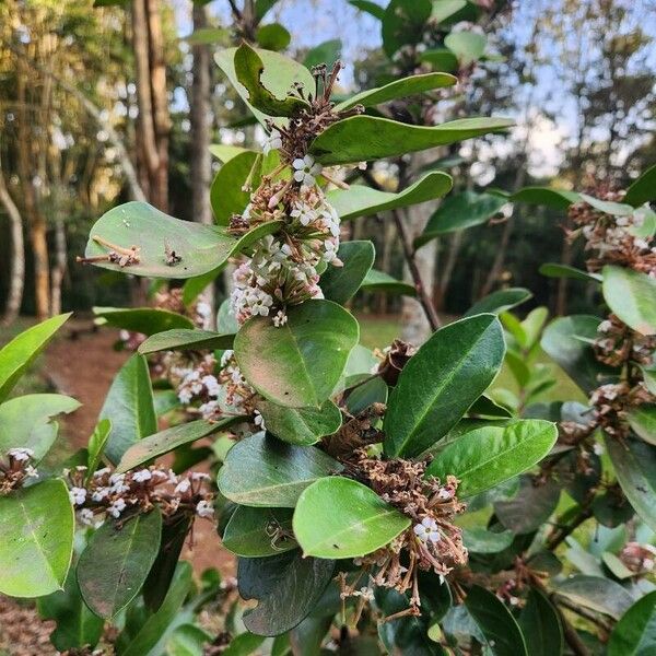 Acokanthera oppositifolia (Acokanthera oppositifolia)