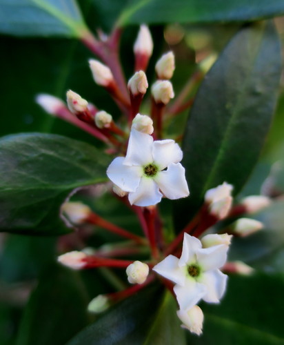 Acokanthera oppositifolia (Acokanthera oppositifolia)