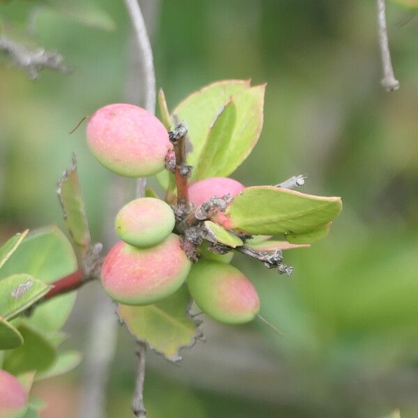 Acokanthera oppositifolia (Acokanthera oppositifolia)
