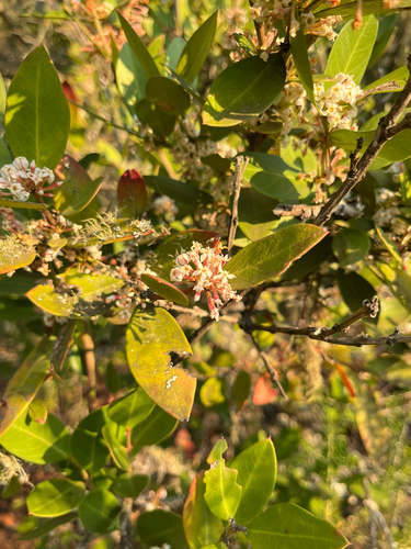 Acokanthera oppositifolia (Acokanthera oppositifolia)