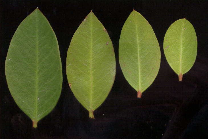 Acokanthera oppositifolia: Acokanthera oppositifolia leaves