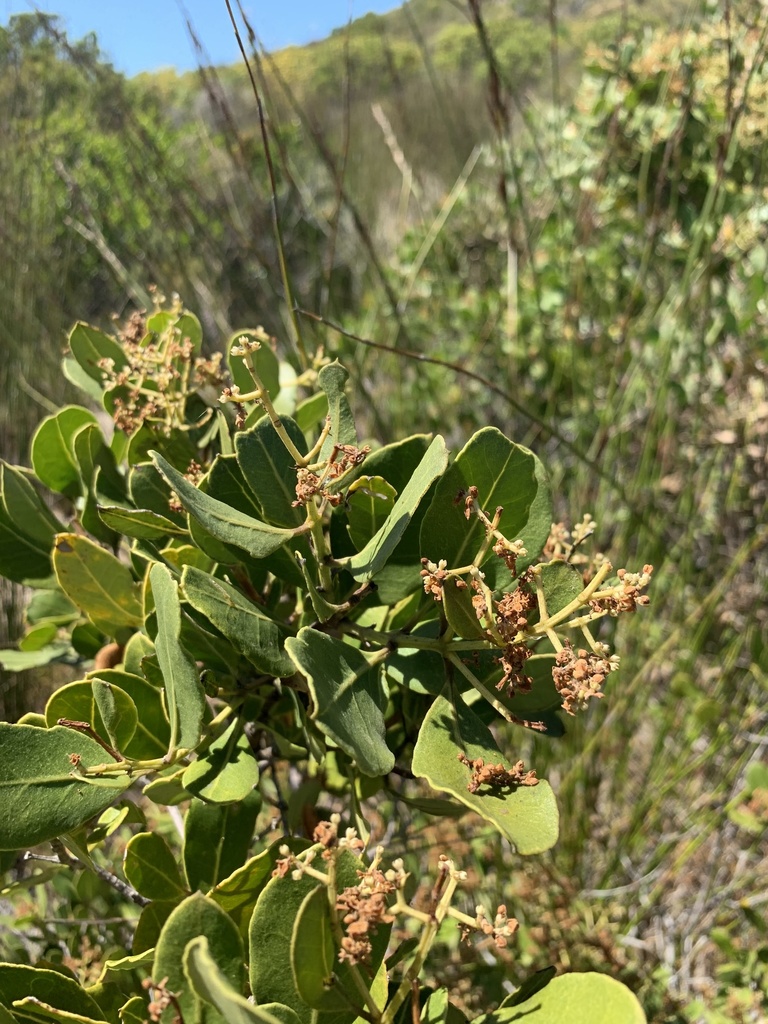 Acokanthera oppositifolia (Acokanthera oppositifolia)