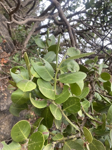 Acokanthera oppositifolia (Acokanthera oppositifolia)