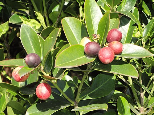 Acokanthera oppositifolia: Fruit of a Common Poison-bush, Old Fort gardens, Durban