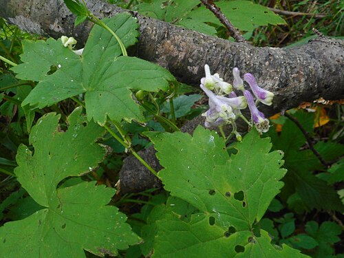 Aconitum alboviolaceum: Aconitum alboviolaceum