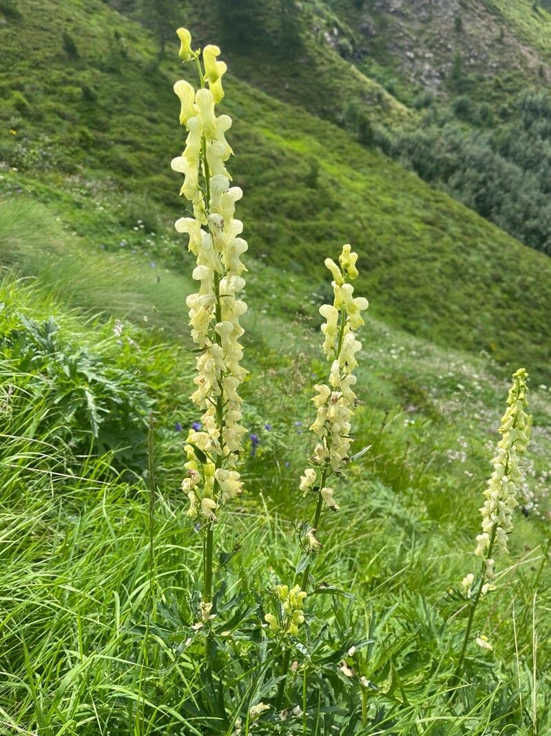 Aconitum baumgartenianum (Aconitum baumgartenianum)