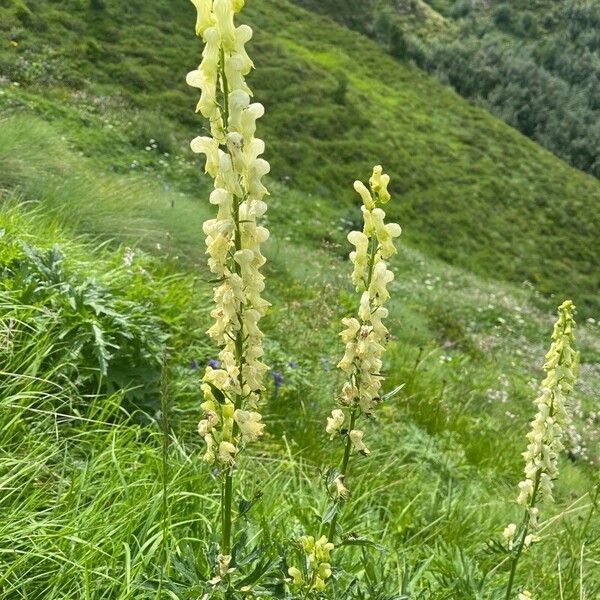 Aconitum baumgartenianum (Aconitum baumgartenianum)