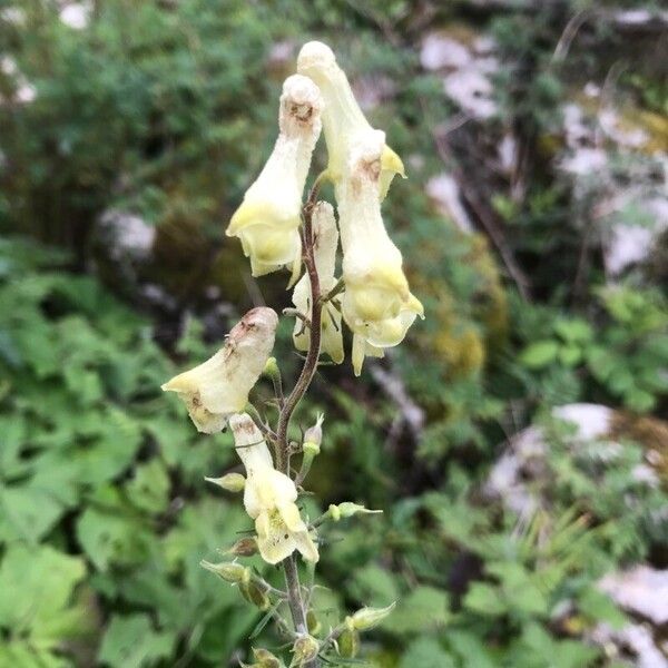 Aconitum baumgartenianum (Aconitum baumgartenianum)