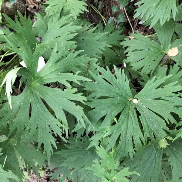 Aconitum baumgartenianum (Aconitum baumgartenianum)