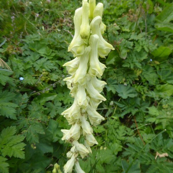 Aconitum baumgartenianum (Aconitum baumgartenianum)