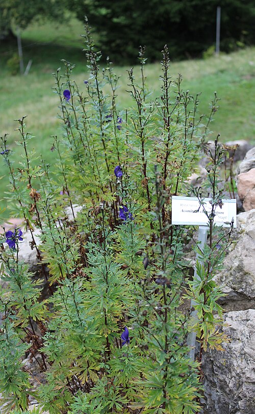 Aconitum chasmanthum: Aconitum chasmanthum im Botanischen Alpengarten Viote