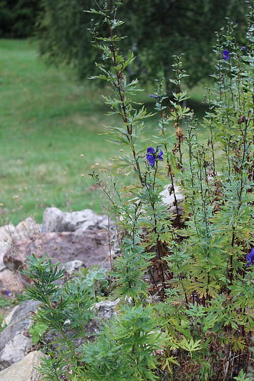 Aconitum chasmanthum: Aconitum chasmanthum im Botanischen Alpengarten Viote