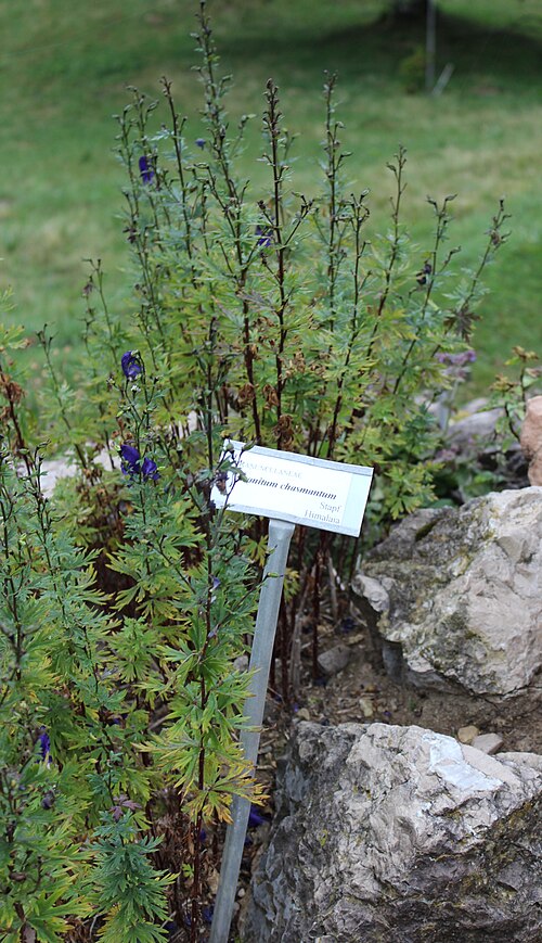 Aconitum chasmanthum: Aconitum chasmanthum im Botanischen Alpengarten Viote