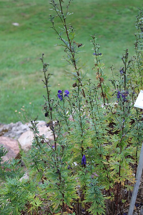 Aconitum chasmanthum: Aconitum chasmanthum im Botanischen Alpengarten Viote