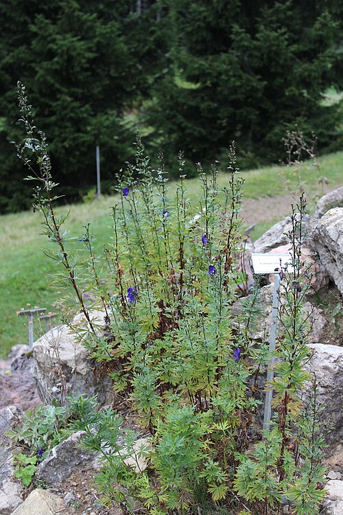 Aconitum chasmanthum: Aconitum chasmanthum im Botanischen Alpengarten Viote