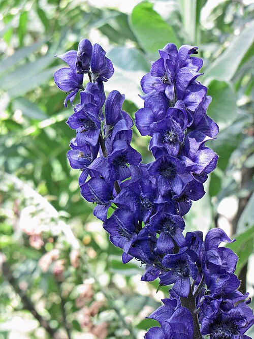 Aconitum chasmanthum: 展花烏頭 Aconitum chasmanthum [英格蘭 Wisley Gardens, England]
