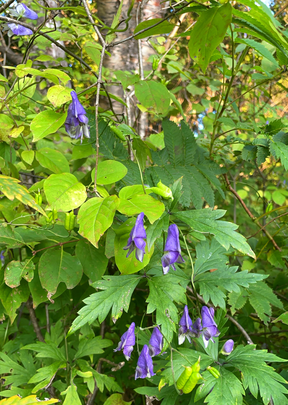 Aconitum consanguineum: Побег Aconitum consanguineum с соцветиями и плодами. Также видна лиана (листья) элеутерококка. Хабаровский край, г. Комсомольск-на-Амуре, памятник природы краев